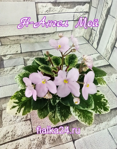 Н-Ангел Мой