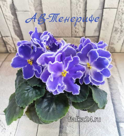 АВ-Тенерифе 