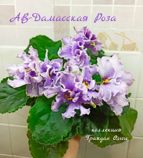 АВ-Дамасская Роза