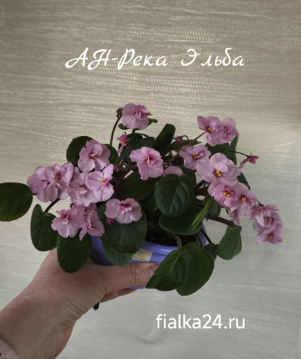 АН-Река Эльба