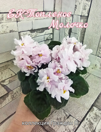 ЕК-Топленое молочко 