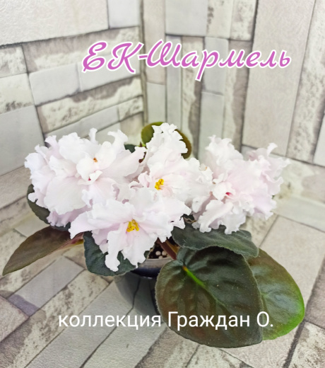 ЕК-Шармель