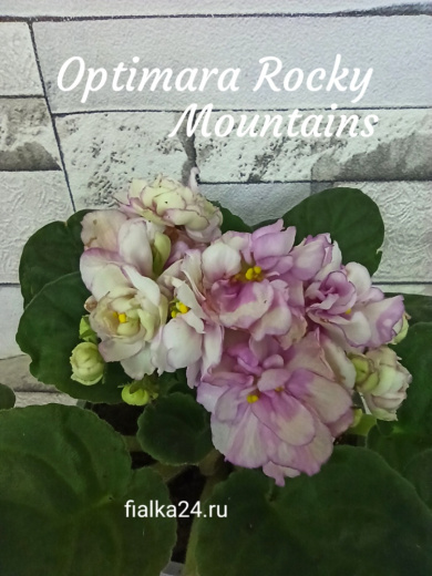 Optimara Rocky Mountains (Holtkamp)