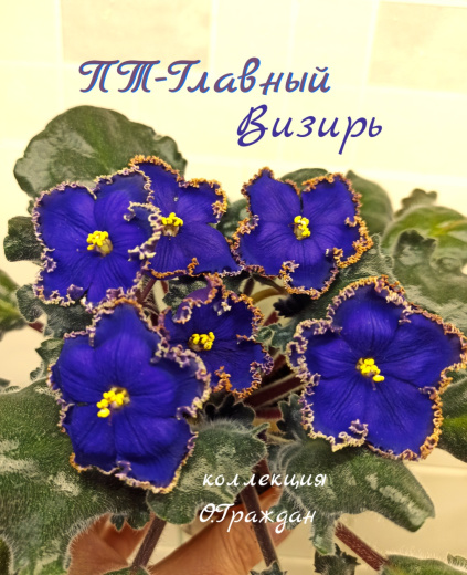 ПТ-Главный Визирь