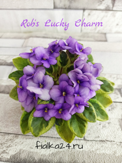 Rob's Lucky Charm (Robinson)