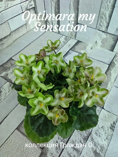 Optimara my Sensation (Holkamp)