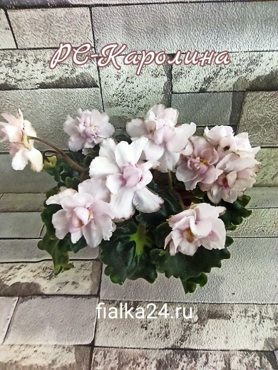 РС-Каролина