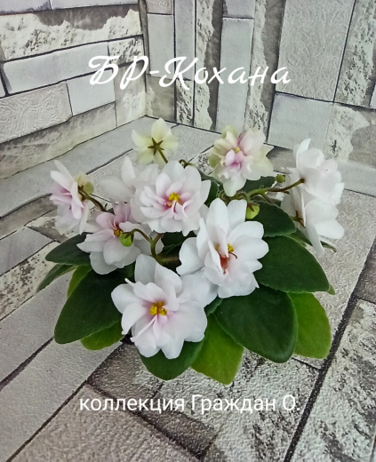 БР-Кохана