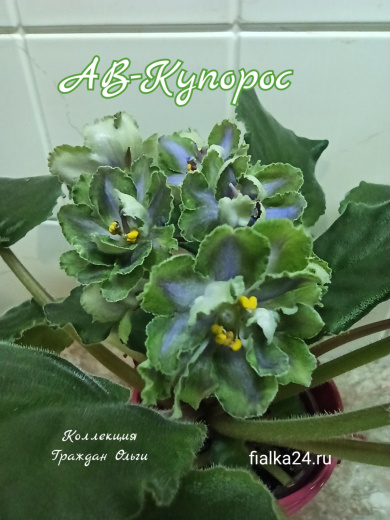 АВ-Купорос
