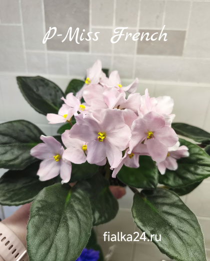 Р-Miss French (В.Зуб)
