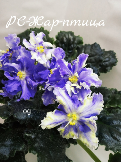 РС-Жар-птица