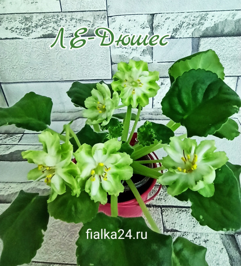 ЛЕ-Дюшес