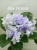 Blue Victoria (Volkmann)