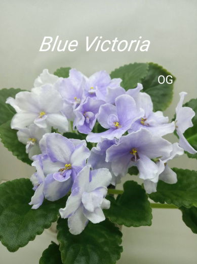 Blue Victoria (Volkmann)
