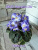 Shirl's Hawaiian Lei (Sanders)