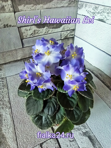 Shirl's Hawaiian Lei (Sanders)