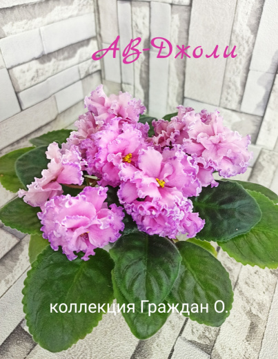 АВ-Джоли