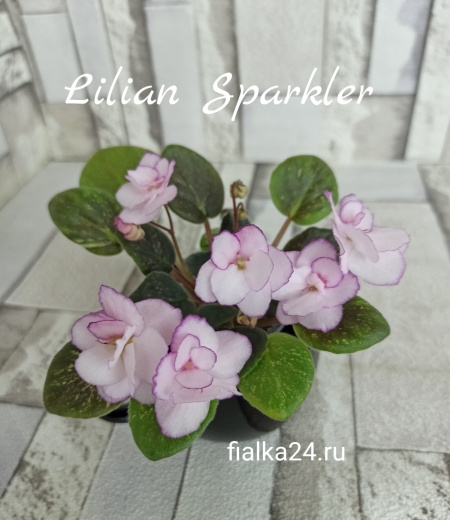 Lilian Sparkler (Champion)