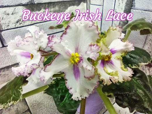 Buckeye Irish Lace (Hancock)