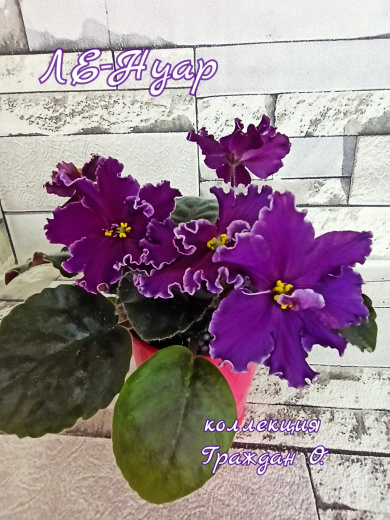 ЛЕ-Нуар