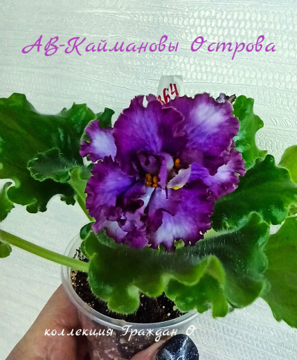 АВ-Каймановы Острова