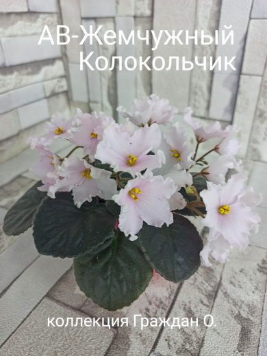 АВ-Жемчужный Колокольчик