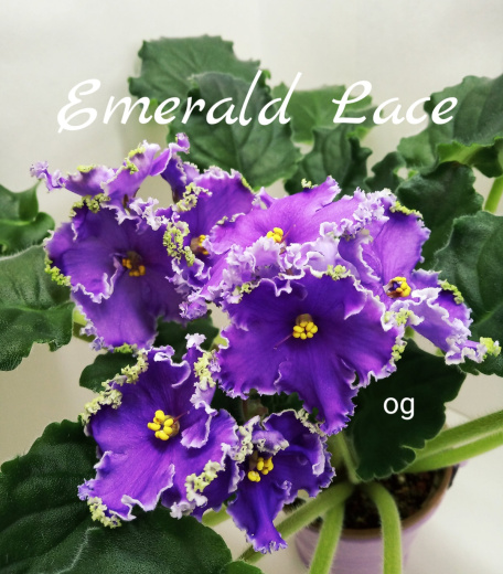 Emerald Lace (Swift)