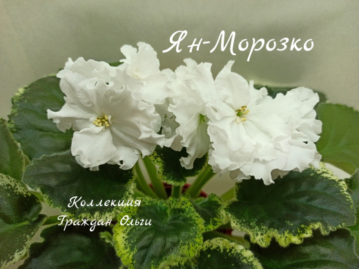 Ян-Морозко