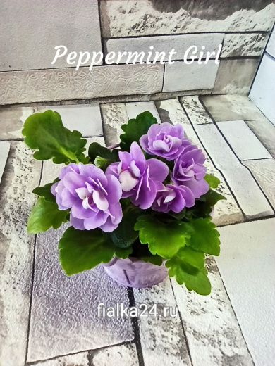 Peppermint Girl (Pitman)