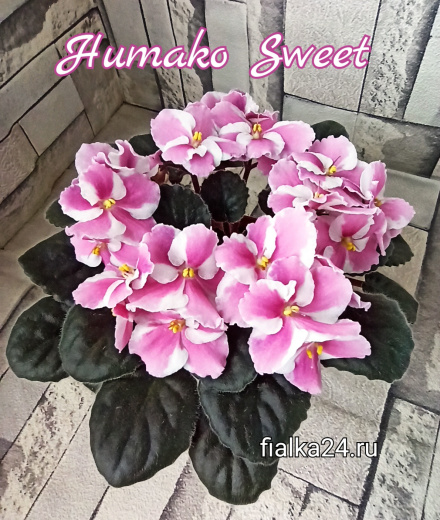 Humako Sweet
