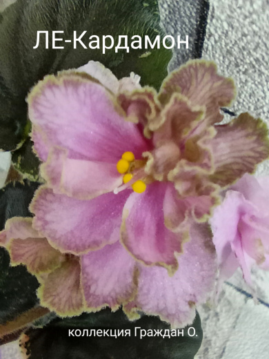 ЛЕ-Кардамон