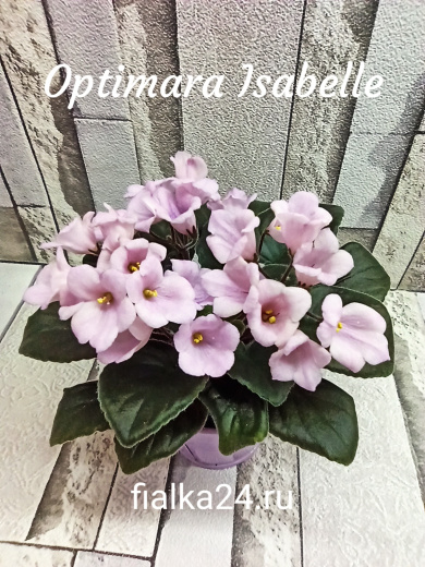 Optimara Isabelle (Holtkamp)