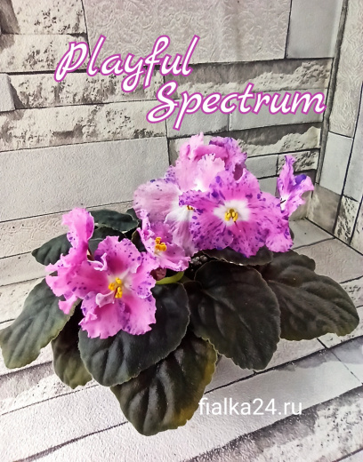 Playful Spectrum (Sorano)