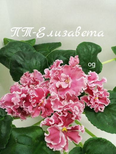 ПТ - Елизавета