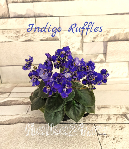 Indigo Ruffles (Harrington)