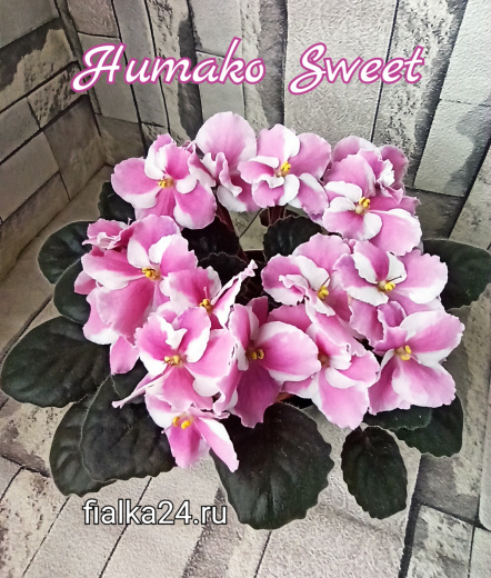 Humako Sweet