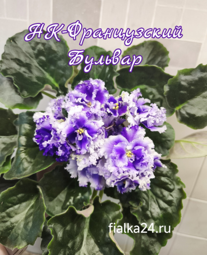 НК-Французский Бульвар