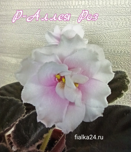 Р-Аллея Роз (В.Зуб)