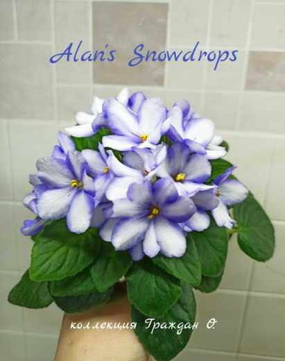 Alan's Snowdrops (Marphy)