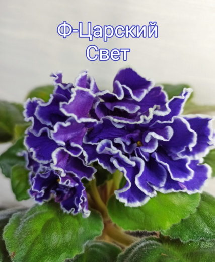 Ф-Царский Цвет