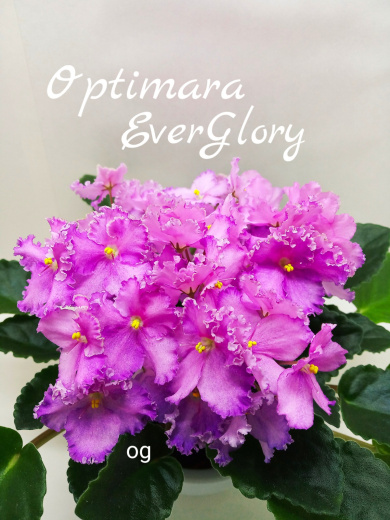 Optimara Ever Glory (Holtkamp)