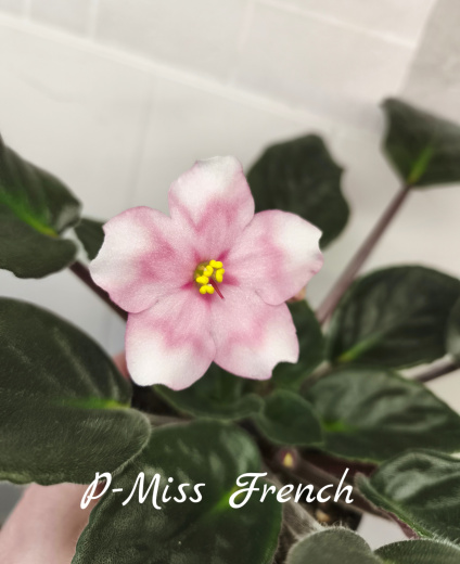 Р-Miss French (В.Зуб)