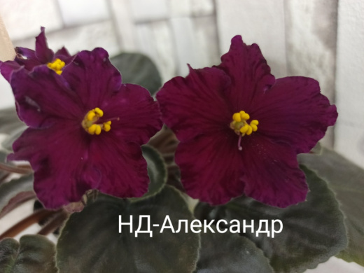 НД-Александр