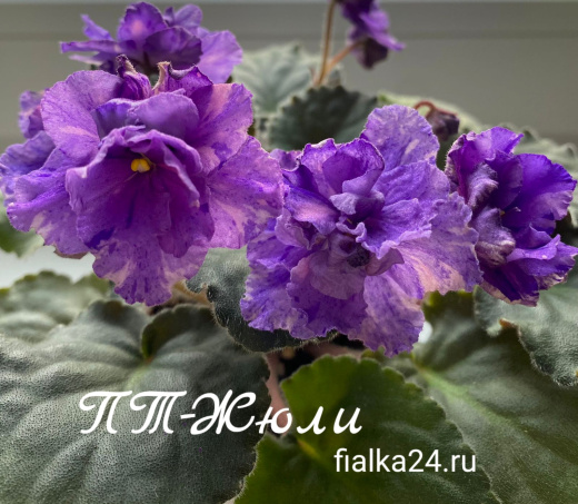 ПТ-Жюли