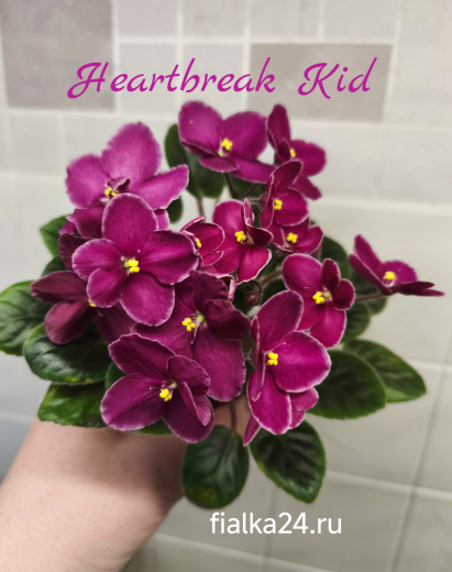 Heartbreak Kid (LLG)