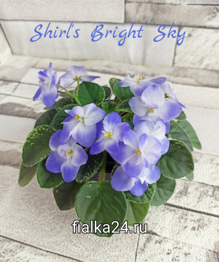 Shirl's Bright Sky (Sanders)