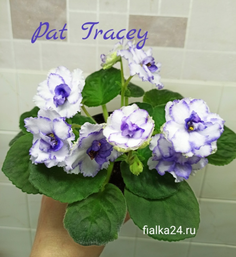 Pat Tracey (Tracey)