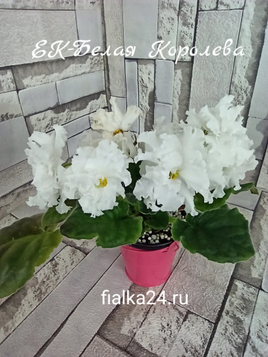 ЕК-Белая королева
