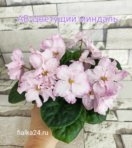 АВ-Цветущий Миндаль