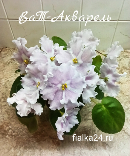 ВаТ-Акварель